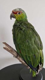 geelwang amazone Taxidermie volledige montage - Amazona, Collections