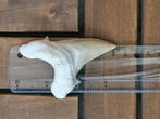 Requin - Dent fossile - otudus obliqus - 8.2 cm (Sans prix