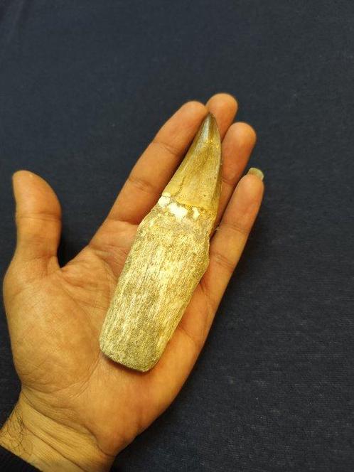 Mosasaurus - Fossiele tand - mosasaurus - 14 cm - 4 cm, Verzamelen, Mineralen en Fossielen