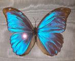 Vlinder Taxidermie wandmontage - Morpho Menelaus - 23 cm -