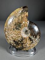 Prachtige ammoniet met groeilijnen - Gefossiliseerde schelp, Verzamelen, Mineralen en Fossielen