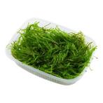 Vesicularia ferriei Weeping Mos Portion, Dieren en Toebehoren, Vissen | Aquaria en Toebehoren, Verzenden, Nieuw