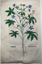 Leonhard Fuchs - Large folio with large woodcut of