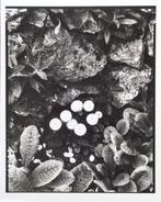 Paul Strand (1890-1976) - Happy family, Orgeval France, 1958, Antiek en Kunst