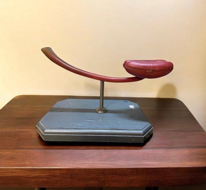 Anatomisch model (2) - Hout, Gips, Staal - 1950-1960 - M., Antiquités & Art, Antiquités | Assiettes décoratives & Carrelages