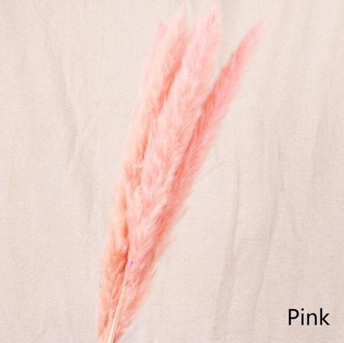 Dried pampas fluffy pink soft roze 70 cm corta +/- 15st, Hobby en Vrije tijd, Knutselen, Nieuw