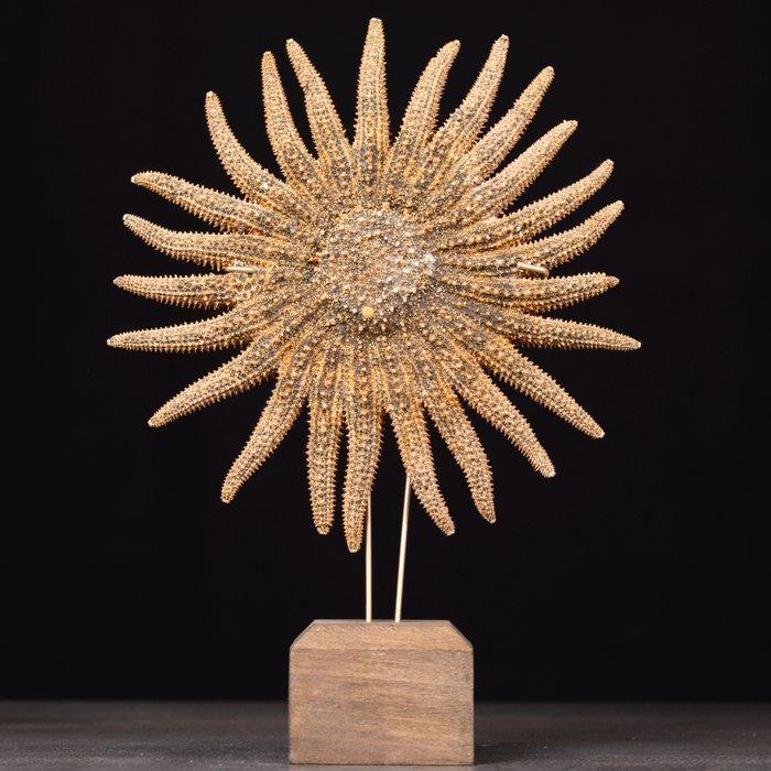 Kabinet van curiositeiten. - Marine Rarity - Taxidermie, Antiek en Kunst, Curiosa en Brocante