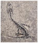 Mooi bewaarde Keichousaurus hui vroege Trias-reptiel