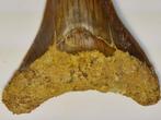 Megalodon - Fossiele tand - 11 cm