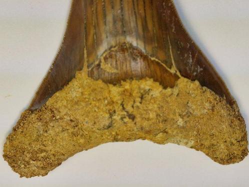 Megalodon - Fossiele tand - 11 cm, Verzamelen, Mineralen en Fossielen