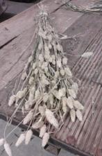 Phalaris Naturel B droogbloemen, Huis en Inrichting, Nieuw