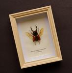 Kever Taxidermie volledige montage - Prosopocoilius