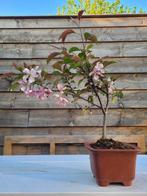 MALUS FLORIBUNDA bonsai - Hoogte (boom): 33 cm - Diepte