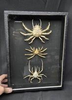 Beautiful museum-quality collection of Asian sea crabe, Verzamelen, Nieuw