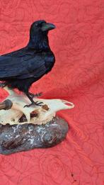 Corneille noire - Cerf élaphe Support mural pour taxidermie