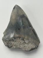 Megalodon tand 7,4 cm - Fossiele tand - Carcharocles, Nieuw