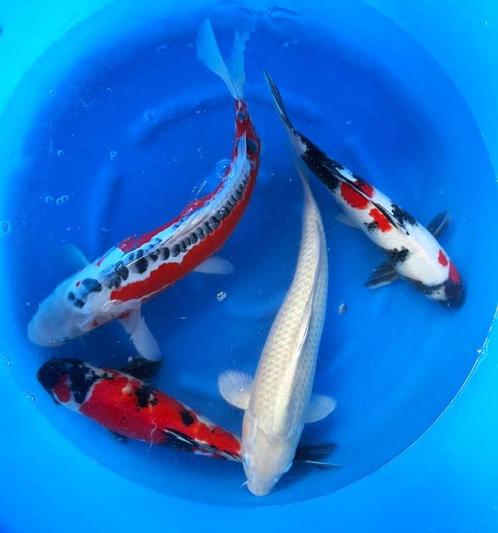 Hirasawa Marusei 45-55cm (Japanse Koi), Tuin en Terras, Vijvers, Nieuw, Ophalen of Verzenden