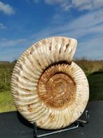 Ammoniet - Fossiel rugschild - Kranaosphinctes - 20 cm -