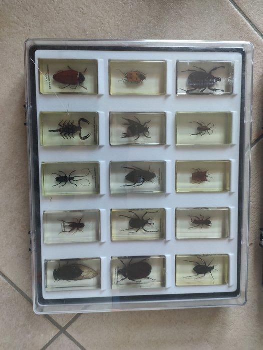 Themacollectie - Monster van insecten ingesloten in resine,, Antiek en Kunst, Antiek | Speelgoed