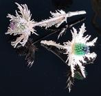 Decoratief ornament (2) - Italië - Fiori di Cardo