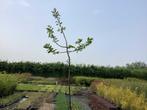 Bomen - Kastanje (x5), Tuin en Terras, Planten | Bomen