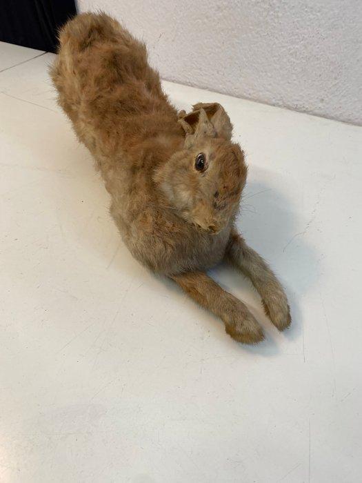 Lapin Support de corps entier pour taxidermie - Coniglio -, Verzamelen, Dierenverzamelingen