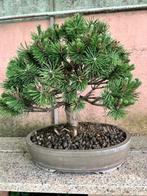 Den bonsai (Pinus) - Hoogte (boom): 46 cm - Diepte (boom):