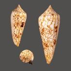 Neptunschnecke  Kwaliteit GEM Taxidermie wandmontage -, Nieuw