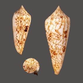 Neptunschnecke  Kwaliteit GEM Taxidermie wandmontage -, Verzamelen, Dierenverzamelingen