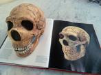 Antwoord Schedel - Homo neanderthalensis- AMUD 1 - 18 cm -, Verzamelen, Mineralen en Fossielen