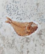 poisson, crabe - Matrice de plaque fossilisée - Shrimp and 2