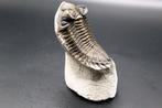 Trilobiet - Fossiele matrix - Metacanthina sp. (Zonder, Verzamelen, Mineralen en Fossielen