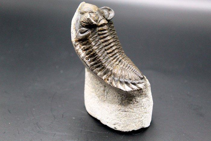 Trilobiet - Fossiele matrix - Metacanthina sp. (Zonder, Verzamelen, Mineralen en Fossielen