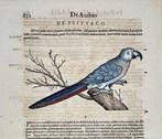 Conrad Gessner - Historia Animalium - Grey Parrot