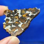 Heel mooie PALLASITE Slice. SERICHO (Kenia, 2016) Zonder