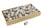 Eucalyptus bells op draad doos bell gums white wash euc