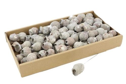Eucalyptus bells op draad doos bell gums white wash euc, Hobby en Vrije tijd, Knutselen, Nieuw