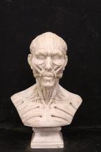 Sculpture, Scultura Anatomica - 76 cm - Marbre