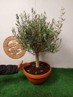 Olijf bonsai (Olea europaea) - Hoogte (boom): 78 cm - Diepte