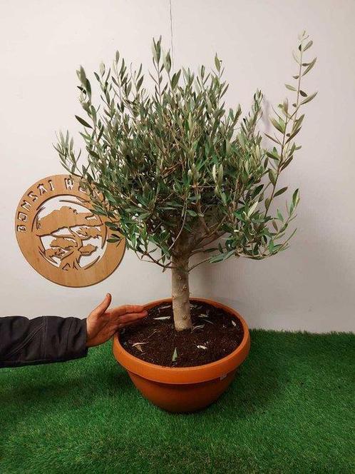 Olijf bonsai (Olea europaea) - Hoogte (boom): 78 cm - Diepte, Antiek en Kunst, Curiosa en Brocante