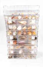 grote schelpen-, slakken- en zeesterrenverzameling Skelet -