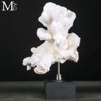 Stylophora Pistillata – Koraalsculptuur - Prachtige witte
