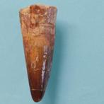 Dinosaurus - Fossiele tand - Spinosaurus aegyptiacus - 70 mm