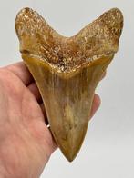 Megalodon - Fossiele tand - 133 mm - 90 mm, Verzamelen