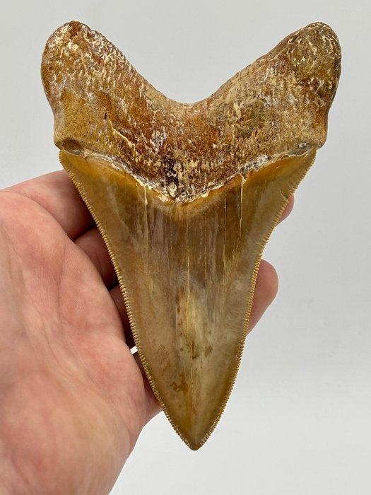 Megalodon - Fossiele tand - 133 mm - 90 mm, Verzamelen, Mineralen en Fossielen