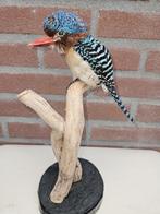 Zebra ijsvogels Taxidermie volledige montage - Lacedo