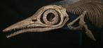 Ichthyosaurus Taxidermie volledige montage - Ichthyosaurus