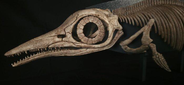 Ichthyosaurus Taxidermie volledige montage - Ichthyosaurus, Verzamelen, Mineralen en Fossielen
