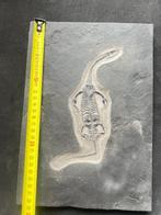 Zeereptiel - Gefossiliseerd dier - Keichousaurus - 29 cm -