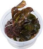 Echinodorus Reni  In-Vitro cup 100cc (Aquariumplanten), Dieren en Toebehoren, Nieuw, Ophalen of Verzenden
